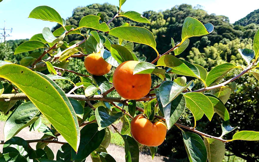 熊本県の柿狩り